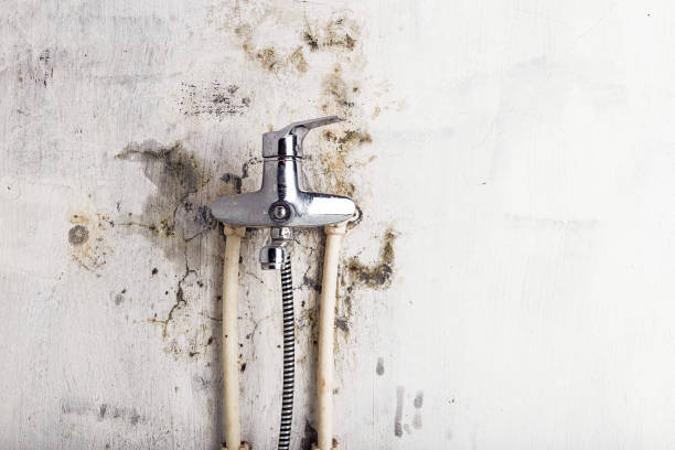 Best Mold Removal Company Near Me  in Harvey, LA