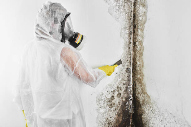 Best Mold Cleaning Services  in Harvey, LA
