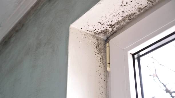 Mold Removal and Inspection in Harvey, LA