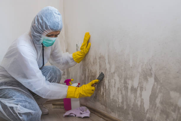Best Residential Mold Removal  in Harvey, LA