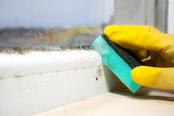 Best Crawl Space Mold Removal  in Harvey, LA