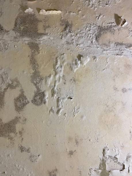 Best Affordable Mold Removal  in Harvey, LA