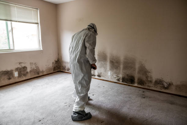 Best Crawl Space Mold Removal  in Harvey, LA