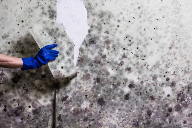 Harvey, LA Mold Removal Company
