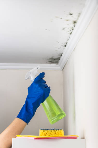 Best Toxic Mold Removal  in Harvey, LA